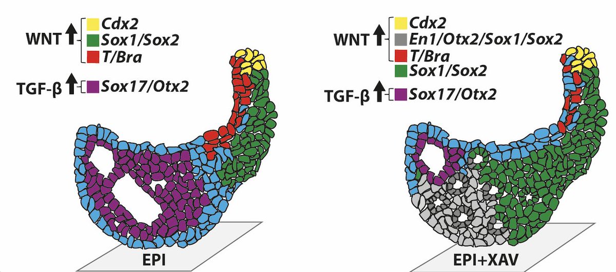 Matthias Lutolf (@thelutolflab) on Twitter photo Formation of #gastruloids with anterior neural tissues by inhibition of WNT signaling
Congrats to <a href="/muggi_/">Mehmet Girgin</a> <a href="/NicoBroguiere/">Nicolas Broguiere</a>!
sciencedirect.com/science/articl… Formation of #gastruloids with anterior neural tissues by inhibition of WNT signaling
Congrats to <a href="/muggi_/">Mehmet Girgin</a> <a href="/NicoBroguiere/">Nicolas Broguiere</a>!
sciencedirect.com/science/articl…