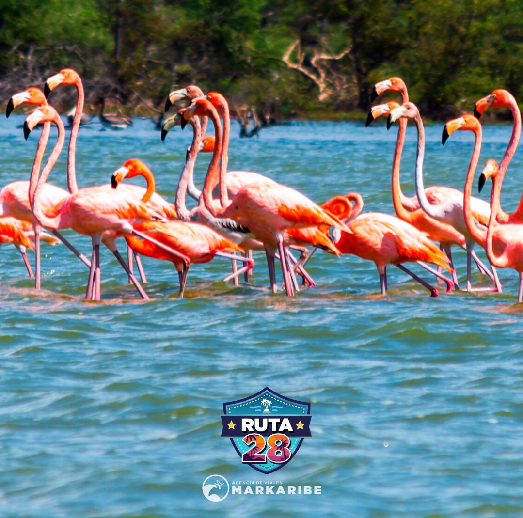 Markaribe_Col's tweet photo. Avistamiento de flamencos rosados 🦩☀️
📍Camarones, Riohacha, La Guajira - Colombia 🇨🇴 

#RUTA28 DESTINO 

Es considerada una de las áreas protegidas más ricas en variedad de aves acuáticas residentes y migratorias.

🌐https://t.co/TM1dRWZXLA https://t.co/RJYmRjkF9v