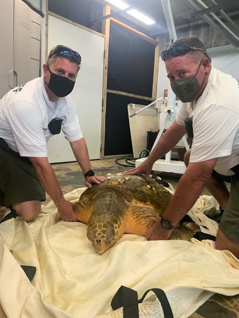 ManateeSheriff's tweet photo. Our Marine Unit assisted @MoteMarineLab with a #SeaTurtleRescue in the intercoastal waterway near Jewfish Key this weekend. Dep. McBride & Det. Pearson were able to transport the turtle to Mote for treatment. We hope it makes a full recovery! #MCSOCares https://t.co/2Z3cb9cnLj