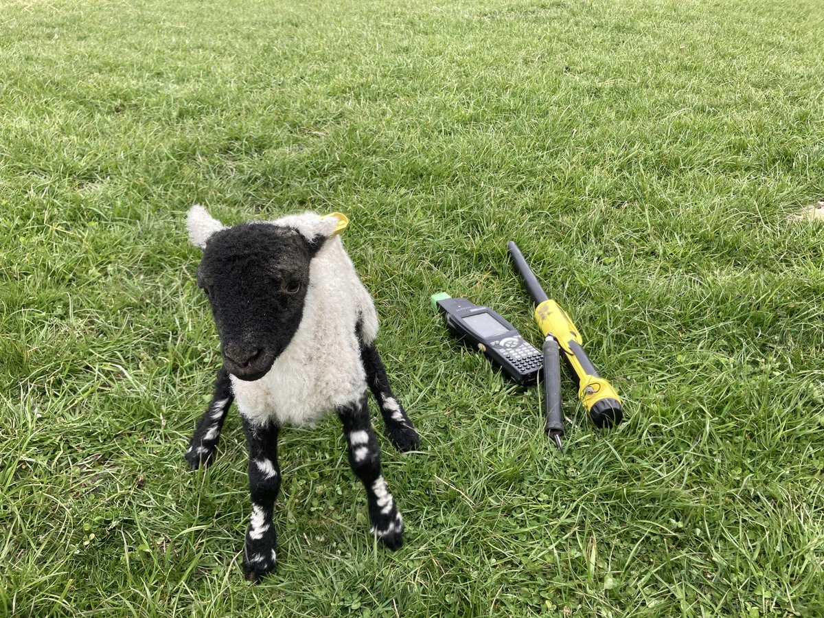 Lambing of the moor flock has begun all ewes are gathered and singles and twins split into their lambing paddocks.The birth weight is taken within 24hours and all data entered outside let’s hope for some decent weather #performanceswale #only400oddtorecord