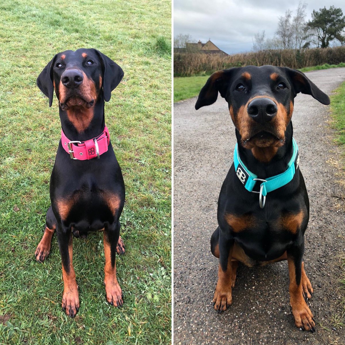 ntanimalbehav's tweet photo. I have the pleasure of working with these two beauties ๐ sister & brother and what a stunning pair they are!
#doberman #beauitfuldogs #magesticdog #dogbehaviour #buildingconfidence #calmdog #politegreetings #devon #naturestherapies #ilovemyjob https://t.co/TIdN7qA7zZ