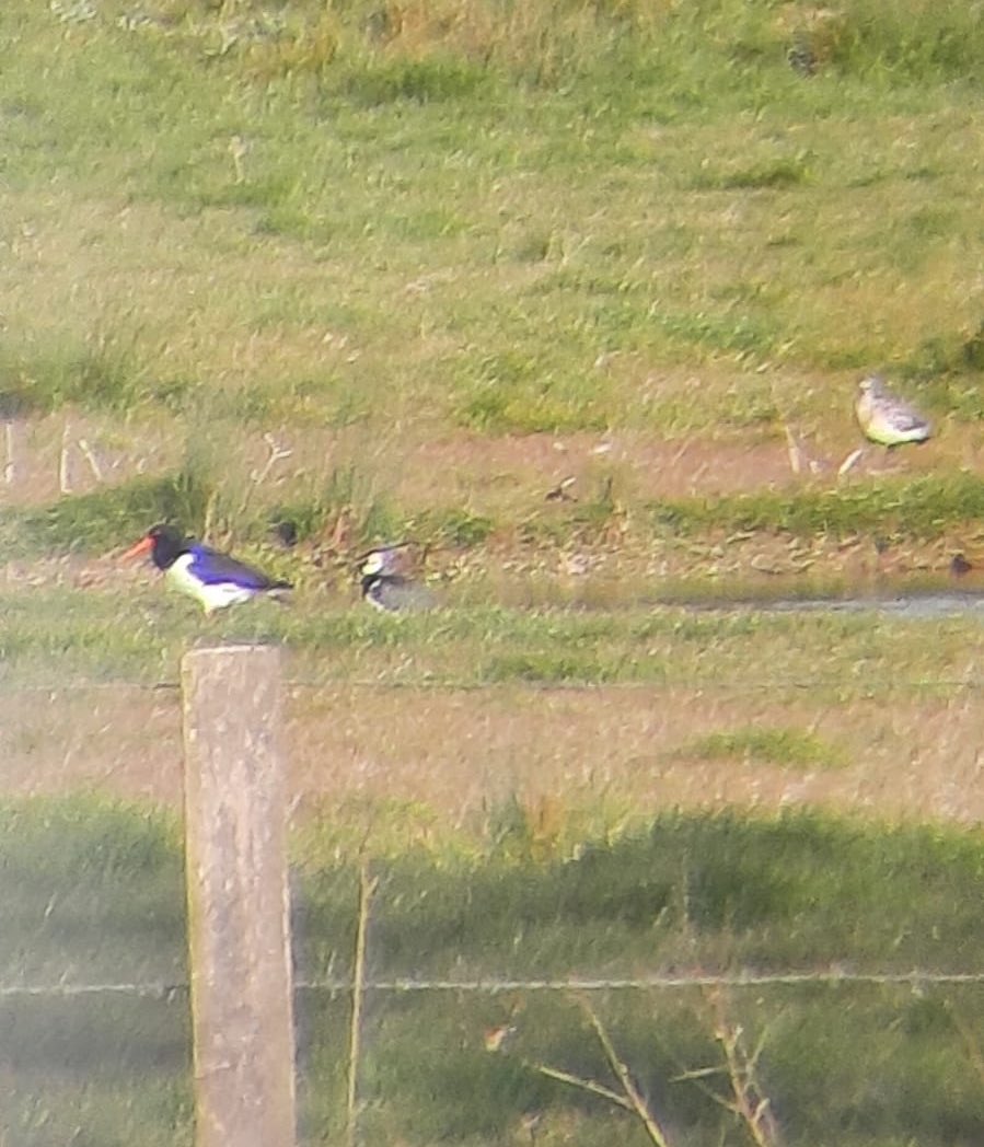 A bit blurry but hows that for our small wetland area
Oystercatcher, lapwing and a whimbrel (we think) 😊