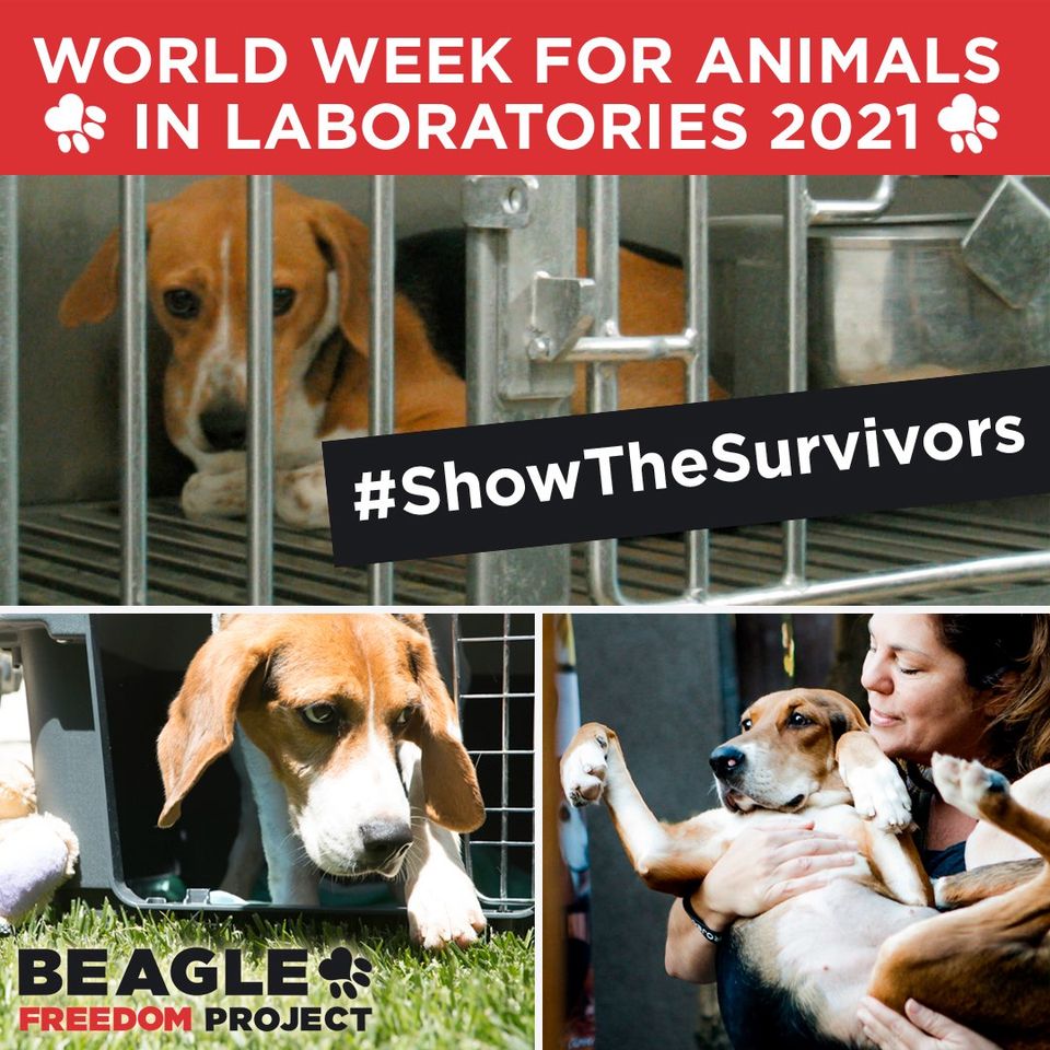 It's #WorldWeekForAnimalsInLabs! Every year, billions of animals are needlessly tortured and killed across the globe.

Share your stories using the hashtag #ShowTheSurvivors and tag @BeagleFreedom. We will add our favorites to our Instagram story and we will retweet. #WWAIL