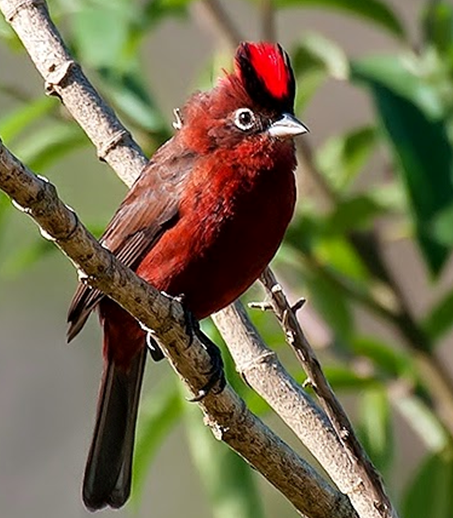 A thread of MCU characters as birds.Scarlet Witch / Red crested finch ( Dario sanches)