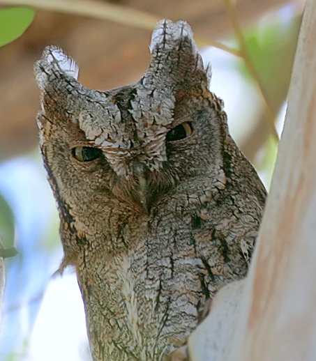 Groot / African scops owl ( Leo Tukker)