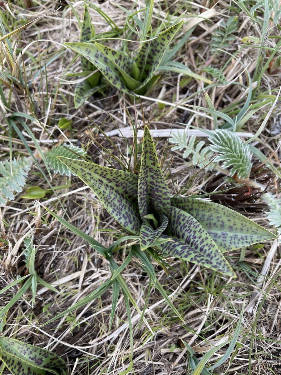 CarolFielding4's tweet photo. Dactylorhiza leaves coming up on #Dyfi in Mid Wales with some striking markings @Britainsorchids https://t.co/moccga6L6j