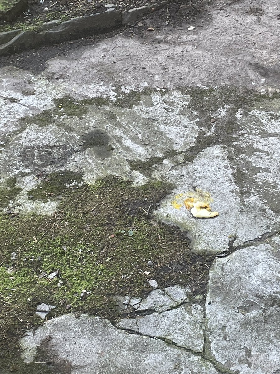 UPDATE! THE OLD EGG HAS BEEN CONSUMED BY AN UNSEEN ENTITY. a cat? a squirrel? a rat? i simply dont know. it was there in the morning and now it is not. only one egg remains. what a journey!!
