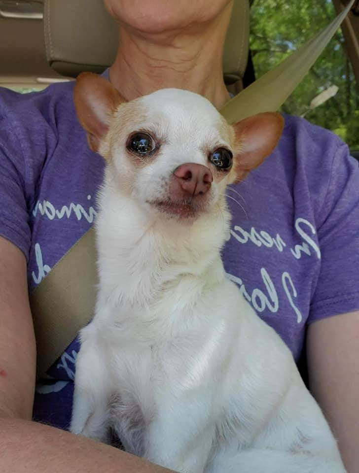 Her name is Nada, but she is EVERYTHING.

Nada's human has become unable to care for her, so she comes to us through no fault of her own. Seven years old, she is good with cats, dogs and kids, is potty trained and just an all around good girl looking for a forever home. Yours??