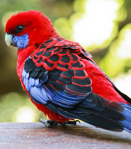 Spider-man / Crimson rosella ( M Odey)