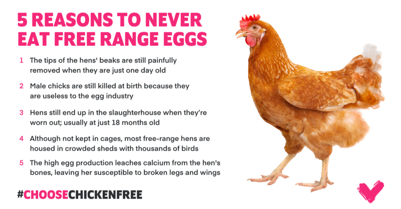 Free-range is not all it’s cracked up to be. No matter the system, suffering is inherent in all egg-production. Find out why here 👉 veganuary.com/the-free-range… 🌱 #ChooseChickenFree