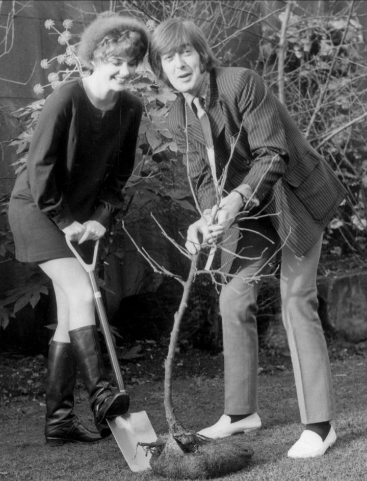 Here we go round the Mulberry Bush Actress #AngelaScoular and #SpencerDavis who helped supply the soundtrack to the movie planting a Mulberry Bush in London January 1968
'Turn around every way, looking back another day
The race is on, I'm out to win, before I start I must begin'