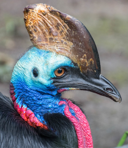 Yondu / Southern cassowary ( Ray Wise)