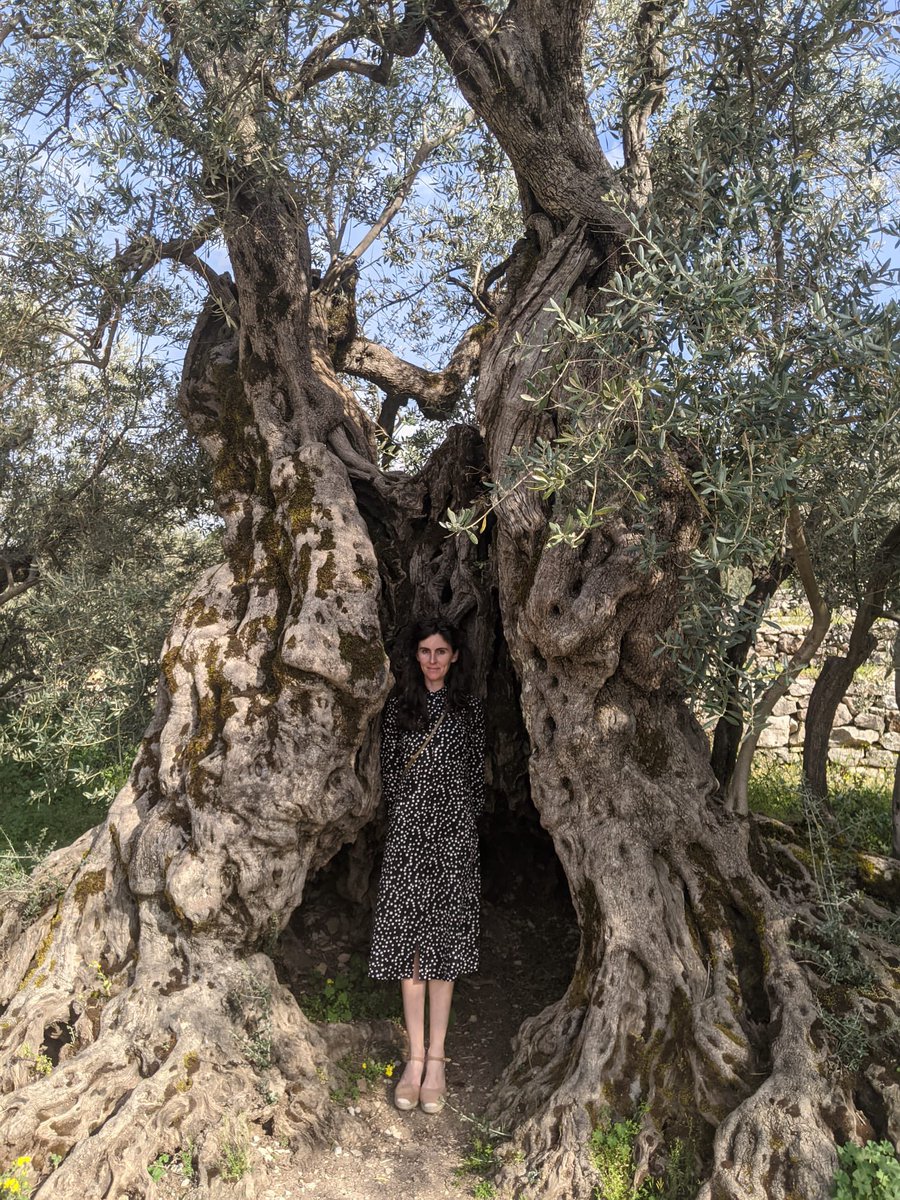 The oldest olive trees in #lebanon (possibly the world) said to be 6000 years old. They have survived disease, political unrest, changing climates and civilisations. Folk legend says they’re the source of the olive branch brought to Noah after the flood. 🌿