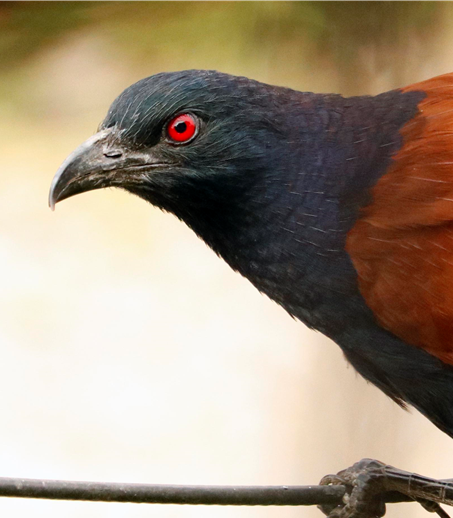 Star-Lord / Greater coucal ( u/himputhena)