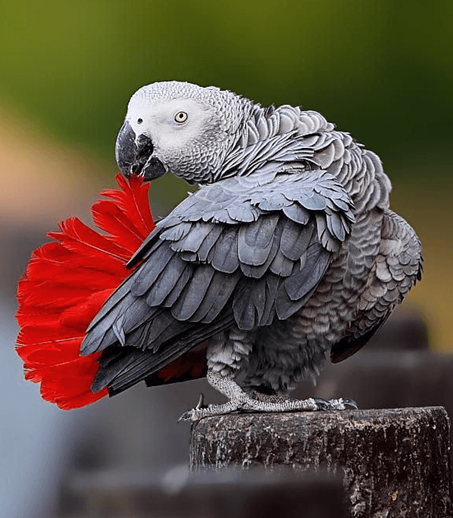 Thor / Grey parrot ( Unknown)