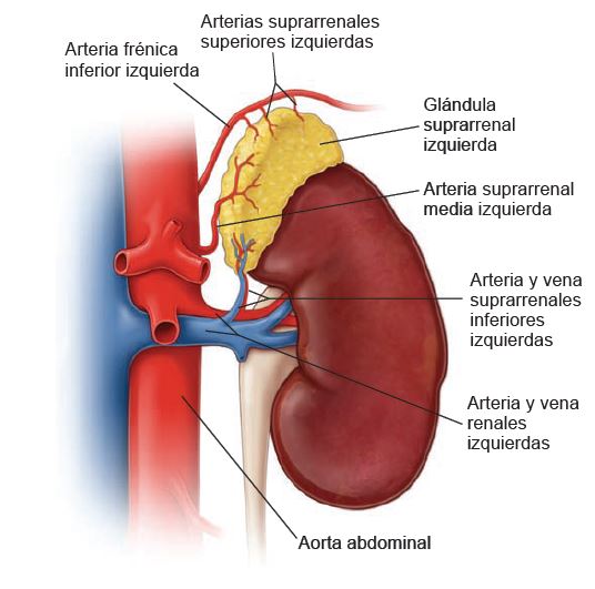 Anatomía de las glándulas suprarrenales - Homo medicus