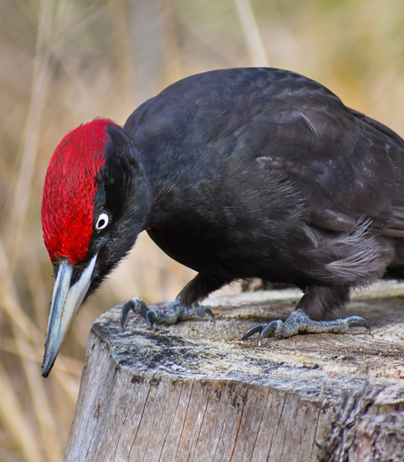 Black Widow / Black woodpecker ( Seppo Miettinen)