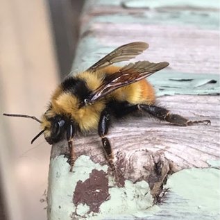 If you love #nativebees and #drawing, #painting, #photography or #artsandcrafts, you have four days left to enter our contest and it's open to all ages and skill levels!

Deadline is Fri. Apr 30 at 12 Midnight PDT. Complete rules here: bit.ly/Mar2021Nwsltr

#bcnativebees