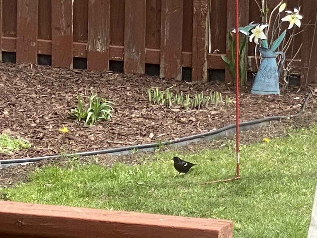 Red winged blackbird (yellow stripe is a giveaway) ... apparently yellow finches like to chase them away! Count your own birds for the <a href="/wrdsb/">Waterloo Region DSB</a>  Backyard Bird Count!