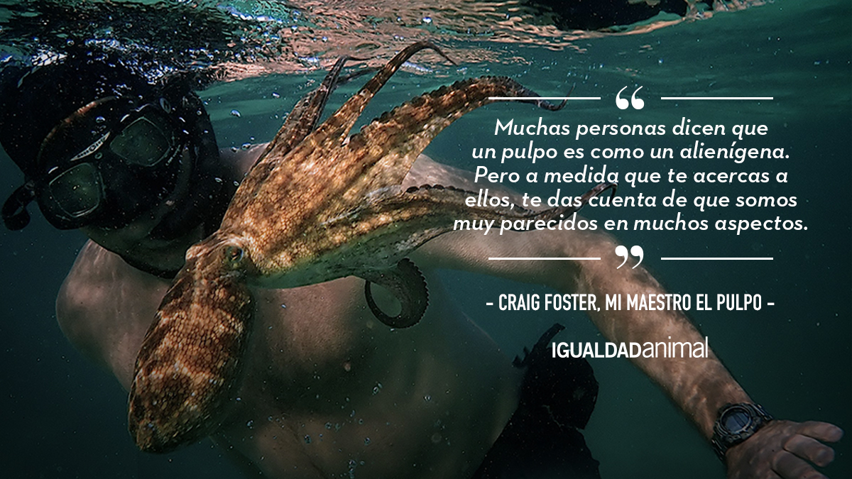 IgualdadAnimal's tweet photo. "Lo que el pulpo me enseñó" ha ganado el Óscar al mejor documental ❤

¿Lo has visto? :) https://t.co/sIEAKA6DXI