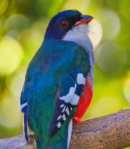 Captain America / Cuban trogon ( Alex Antal)