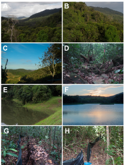 bial_nunes's tweet photo. Saiu o artigo sobre a herpetofauna da Serra do Mascarenhas, na Zona da Mata Norte de Pernambuco. Trabalho longo e divertido, totalmente produzido no LHERP-UFPE.

Por @patiimarquess @Annav_mello @marcos_dubeux 

Com o apoio da @facepe e @CPRH_PE 

https://t.co/Y6GoyUvBXQ https://t.co/bNYpiKt0h1