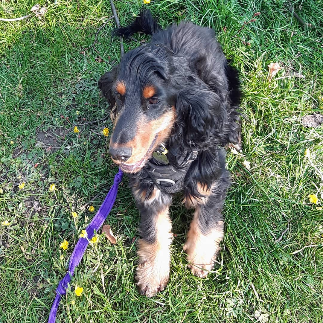 PittvillePets's tweet photo. Fun in the sun with this cutie #CheltenhamDogs #cheltenhamdogwalker https://t.co/jHlUlk7df2