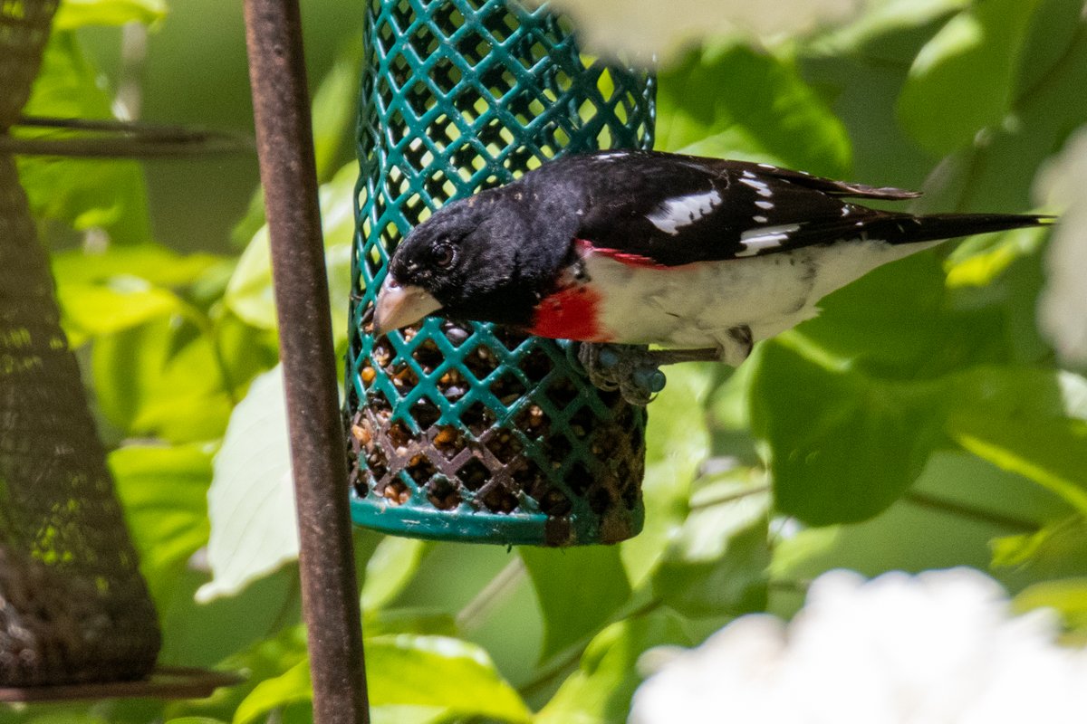 Rose-breasted grosbeaks at a feeder in Graham NC.  #seanleahyphotos #ourstatenc #ncbirdphotography #rosebreastedgrosbeak