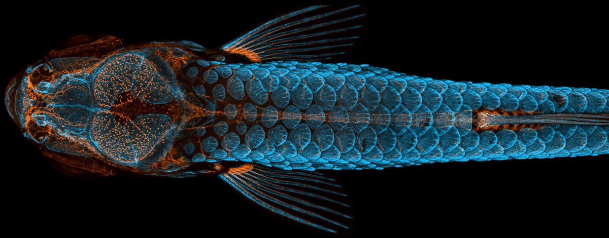 ArtBioCollab's tweet photo. 🔬Check out 2020's 1st place image: "Dorsal view of bones and scales (blue) and lymphatic vessels (orange) in a juvenile #zebrafish" by @dancastranova, @SamasaBakary, and Dr. B. Weinstein @NICHD_NIH #BioArt #ArtScience #ConfocalMicroscope https://t.co/Q0mJ6D2ax0