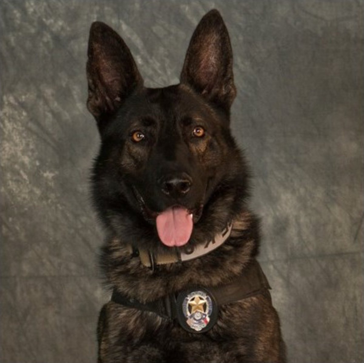 DFWscanner's tweet image. Please join us in saying a prayer for the Mesquite PD as they mourn the loss of K-9 Officer Kozmo. K-9 Kozmo died in the line of duty early this morning as he helped officers track down armed suspects. The manner of his death is currently pending. More: bit.ly/3nnHK3S