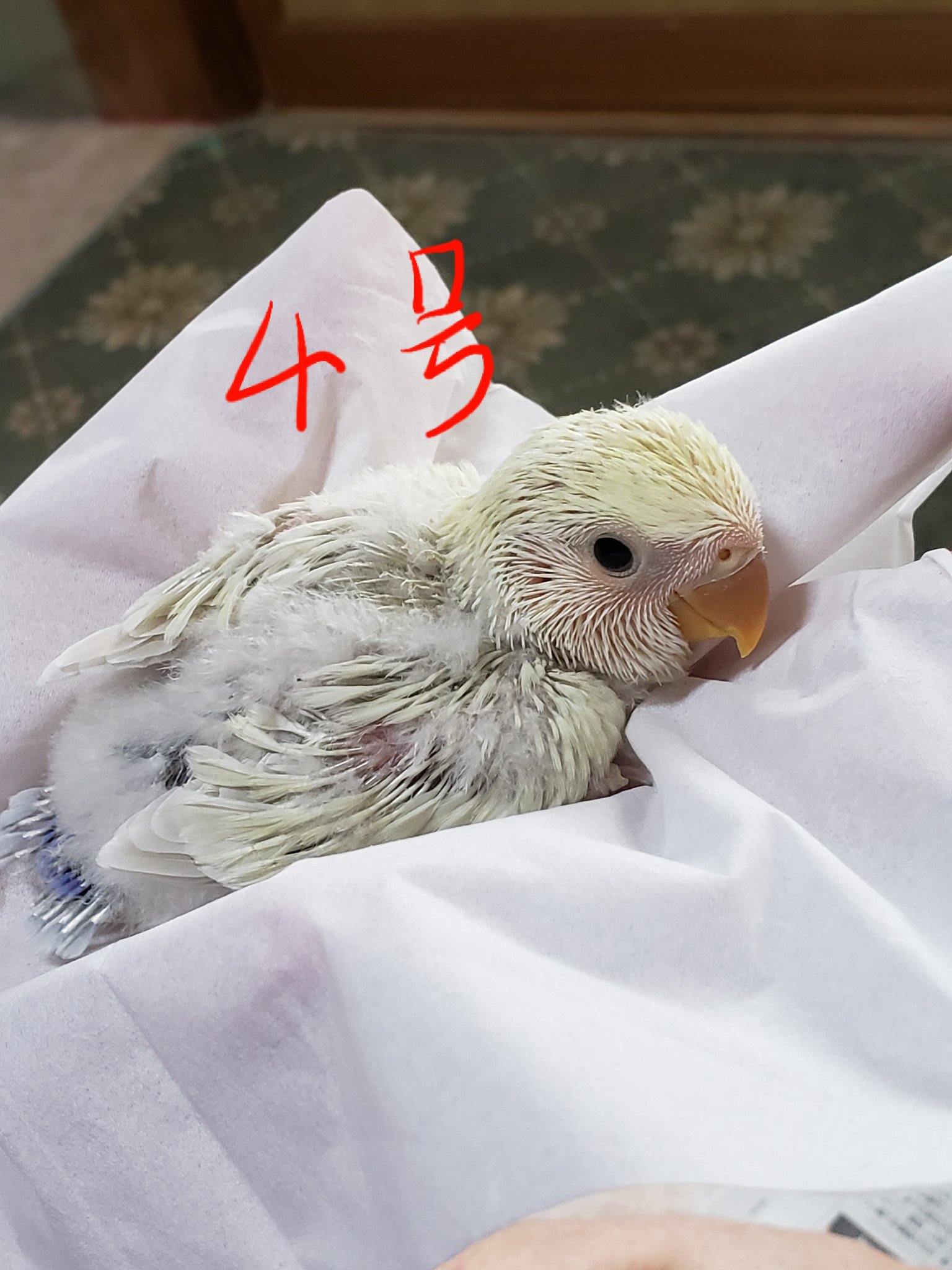 コザクラインコブリーダー Twitter Search Twitter