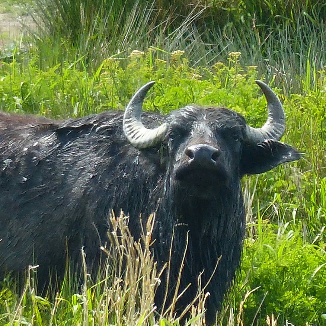 Water buffalo at Teifi Marshes Image © John Trott instagram.com/jatrottvisions #wwc #WTSWW #waterbuffalo #teifimarshes