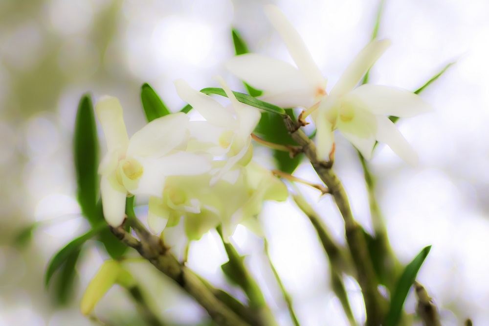 33kurushima セッコク 花言葉は 私を元気づける や 豊かな笑顔 T Co Plud3pdcvr Twitter