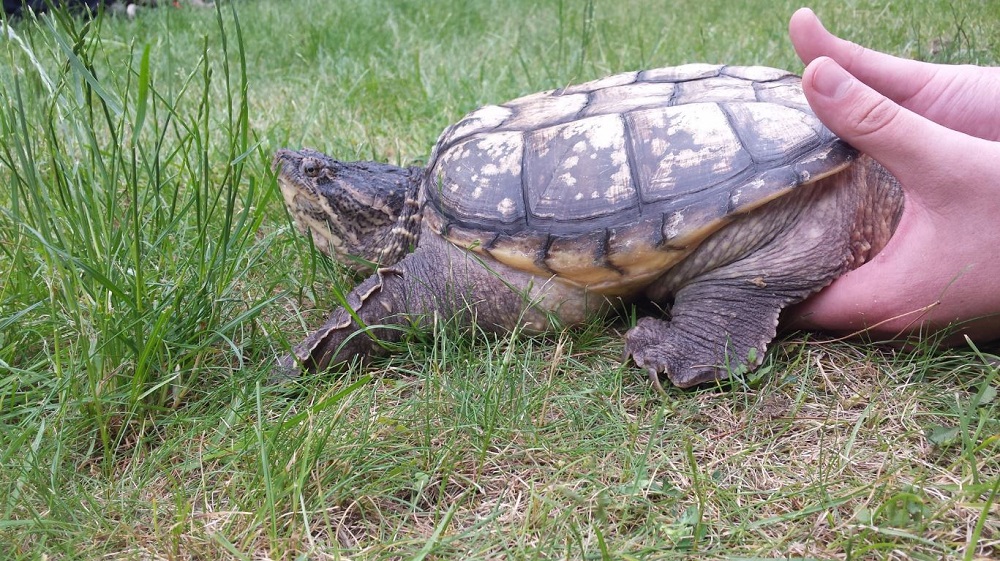 OntarioParks's tweet photo. 🐢 Let’s all be turtle protectors! 🐢 

If you see a turtle crossing the road, move it in the right direction once traffic is clear. https://t.co/ntYXNVhrmt