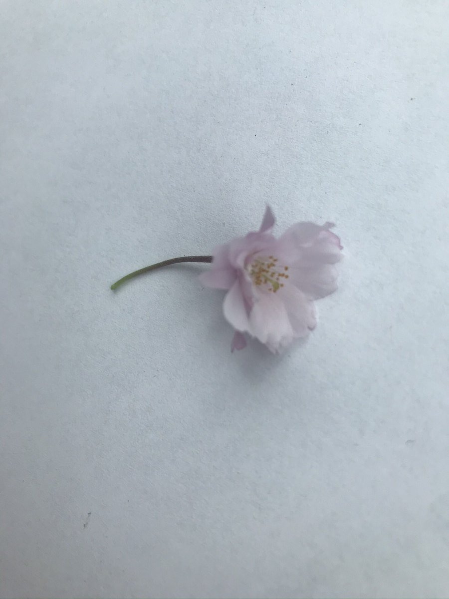 WritingbyRiley's tweet photo. #MondayMusings #IgniteWritimg #WritingCommunity #RileyChallenges Follow me for daily themed writing inspirations (retweet if you can)! Today’s thought is that a single detail, when isolated, can be stunning. Don’t miss the little moments that make the story matter. https://t.co/Qnv3fjUmA7