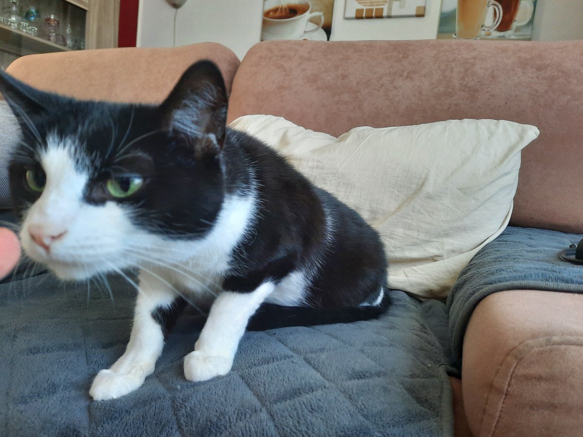 The Cat Collective tweet media
