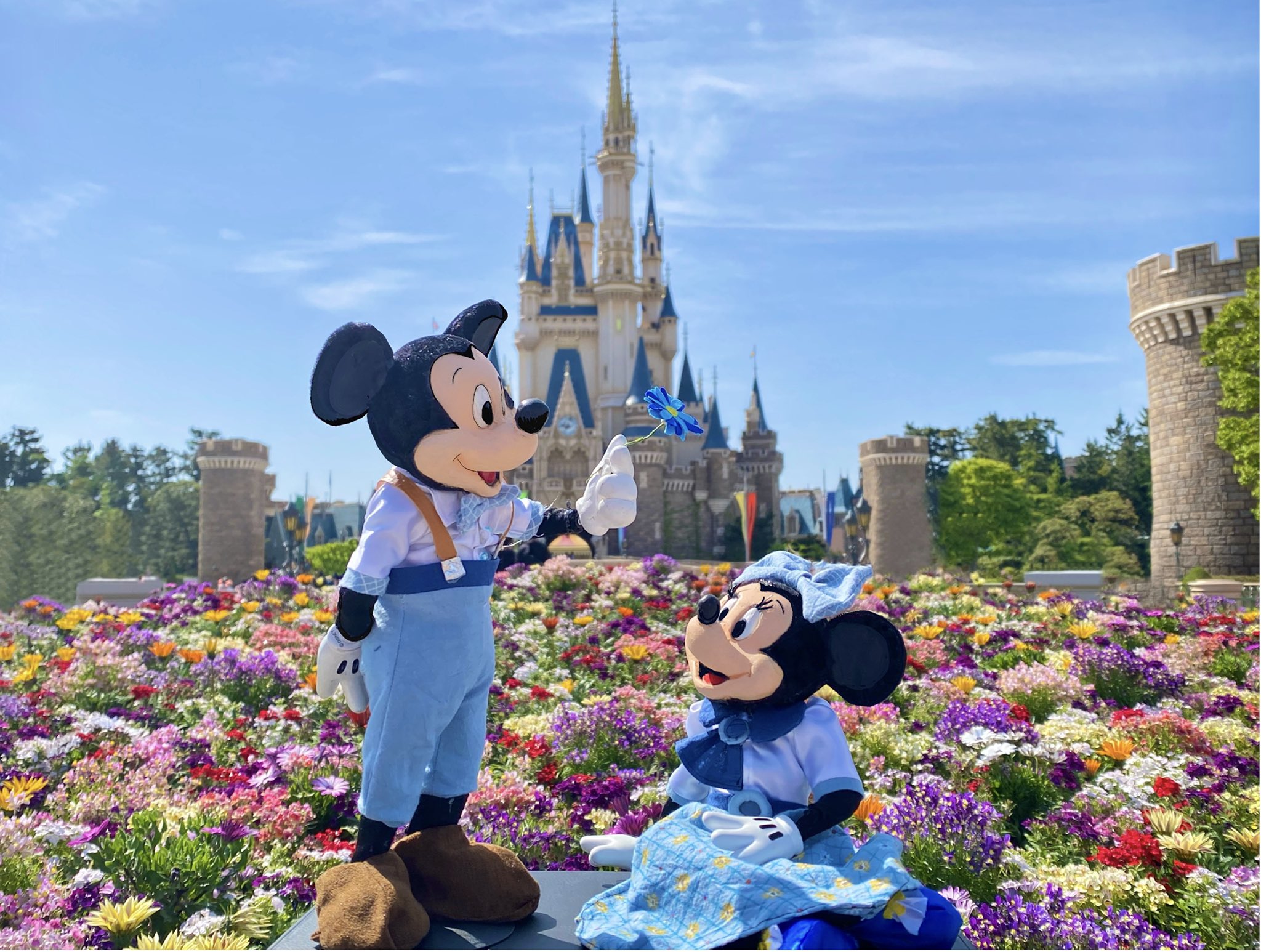 ひゅうま 東京ディズニーランドのオリジナルストーリー Disney Blue Ever After カラフルなお花畑で1輪だけ咲いた青いガーベラを ミニーに差し出すミッキー 素敵なメインアートをパークで撮影してみました 5月13日の発売が待ち遠しい