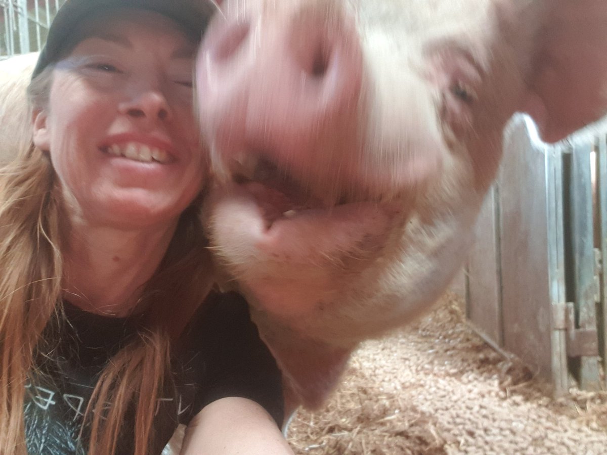This great big pig (the one on the right! ) is Gandalf He is huge! A few metres long and over a metre in height.He's one of the  #53pigs entire boars.He was rescued from an illegal slaughterhouse in Wales.Where he was starved and treated brutally.To survive.....