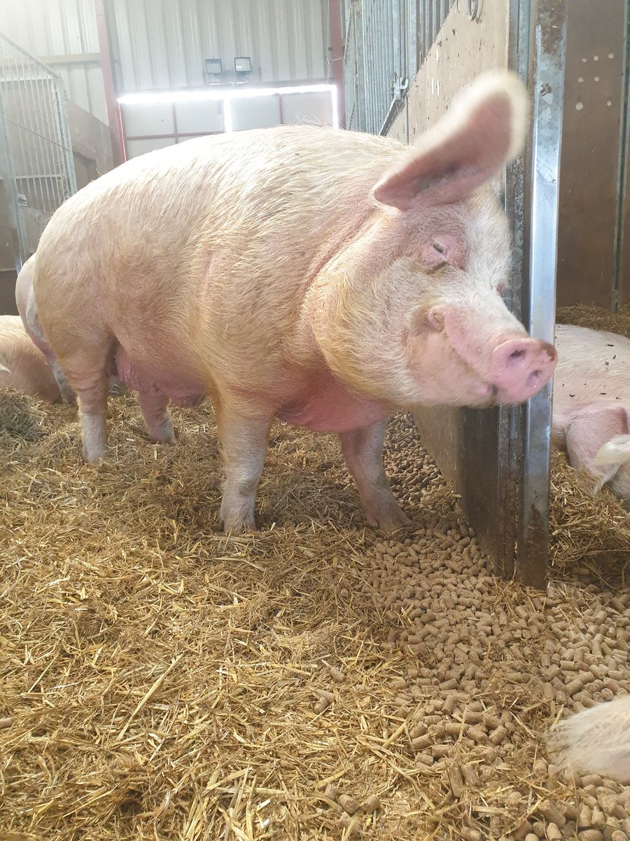Complete a pig keeping course by Defra (amongst many other things!)By an expert, we did our course, we were advised not take the entire (non castrated males) We were told they would be too dangerous to handle, they would be aggressive and a danger to us. This is Gandalf now