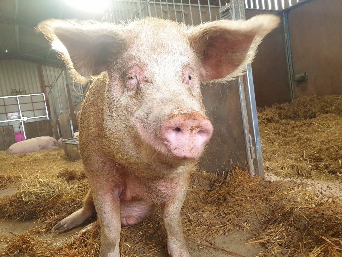 The reality of looking after & funding the care of 91 pigs was not as glamorous as they had hoped. So I needed help!We built a barn!But now we need security and stability to make sure they have feed.Then the  #Pigoneers were born!Please join us! https://globalvegancrowdfunder.org/pigoneer-2000-club/