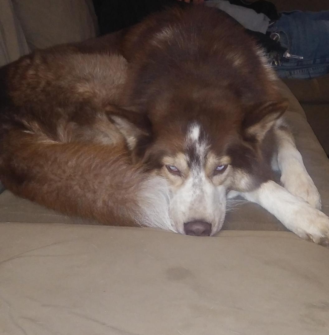 KC23545178's tweet photo. @RockyPMMA Huskies!!! #Lupo #Pushka https://t.co/4D4eD20JPq