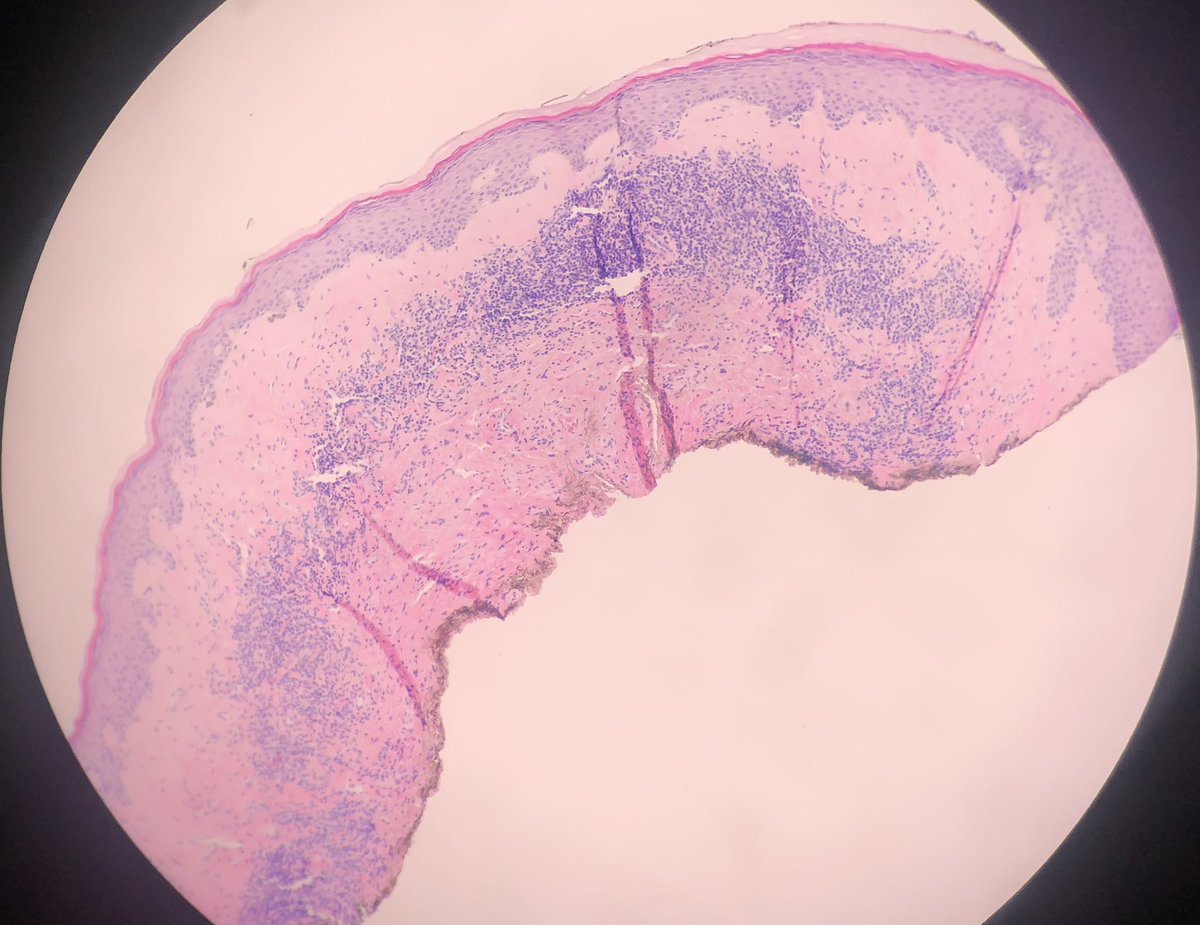 Nissreen Mohammad tweet media