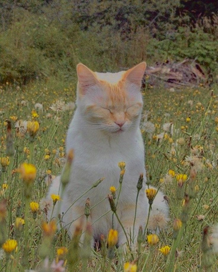 Phoebe bridgers as cats, a thread