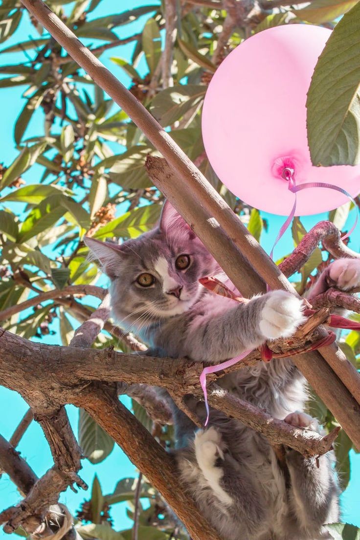 Phoebe bridgers as cats, a thread