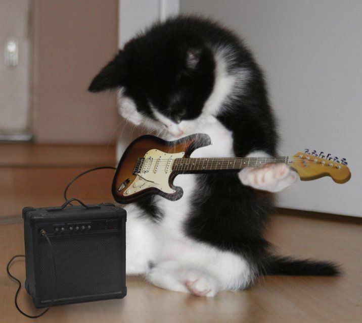 Phoebe bridgers as cats, a thread