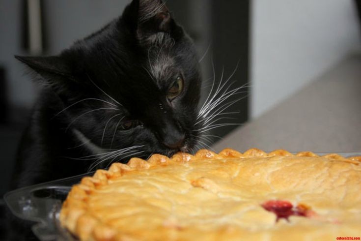 Phoebe bridgers as cats, a thread