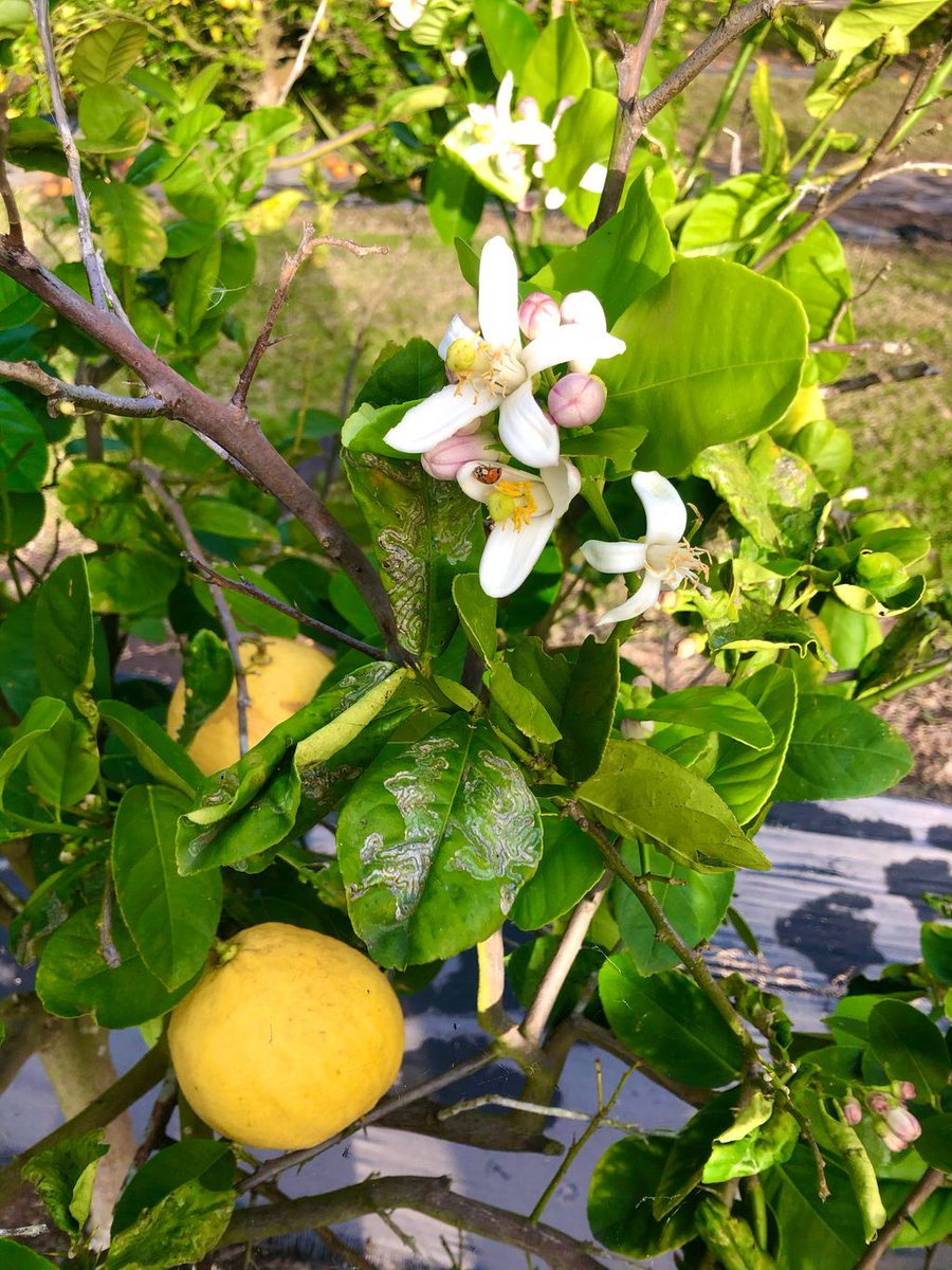 Bayview in Bloom. I’m loving this spring weather!
#Texas #WritingCommunity