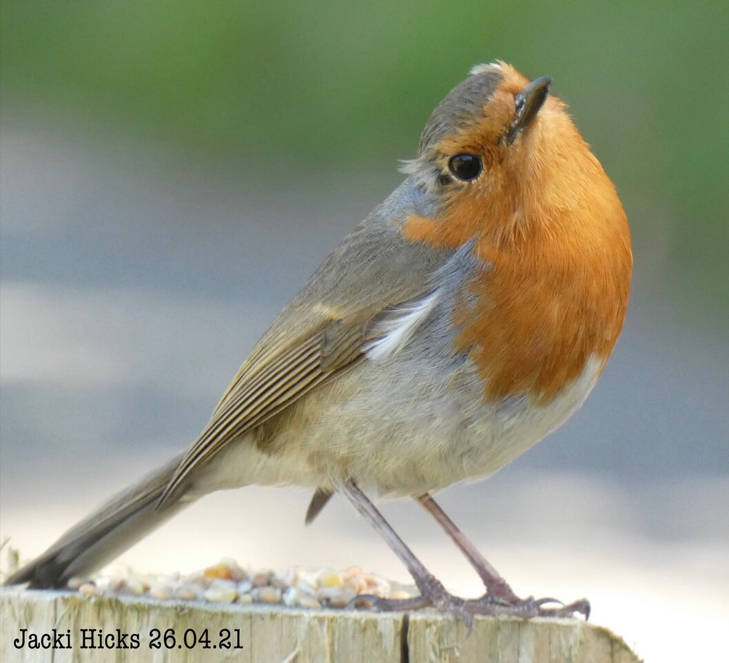 JackiHicks's tweet image. #strikeapose #Robinredbreast โค๏ธ #myphotography #nofilterneeded ๐ท