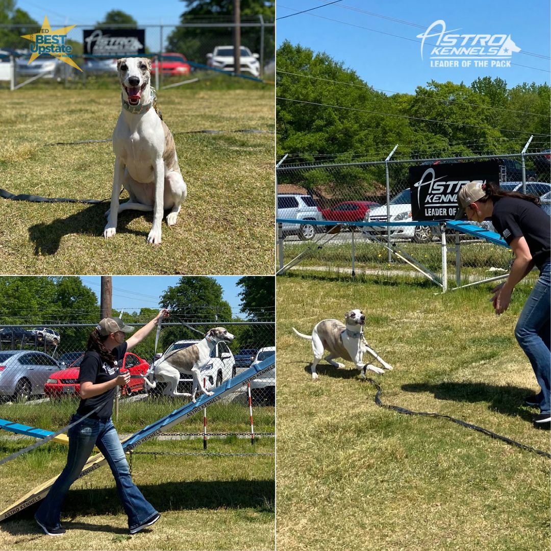 astro kennels training