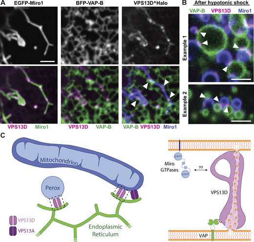 YouleLab tweet media